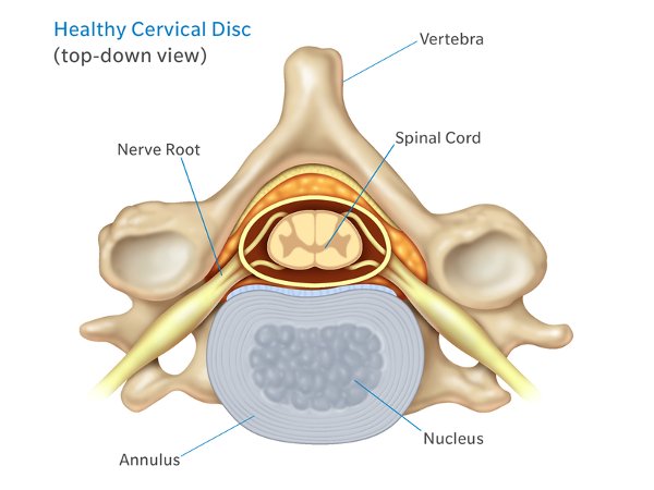 Healthy cervical disc