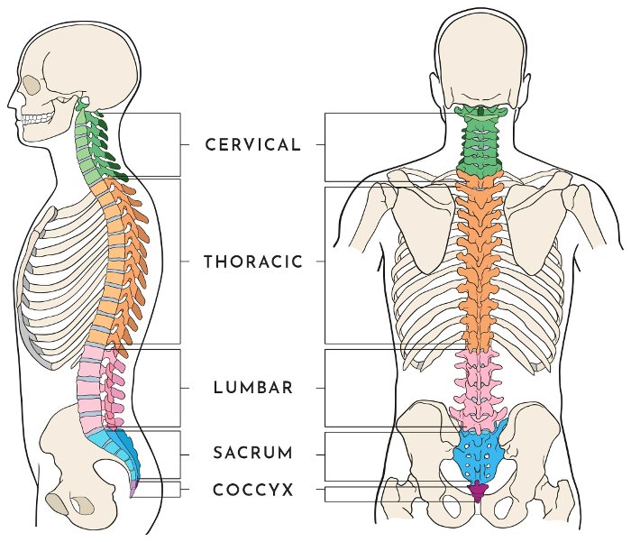 spinal anatomy